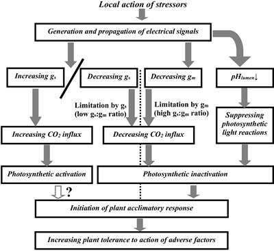 Increasing stomatal CO2 conductance as a potential mechanism of photosynthetic activation by electrical signals in terrestrial plants